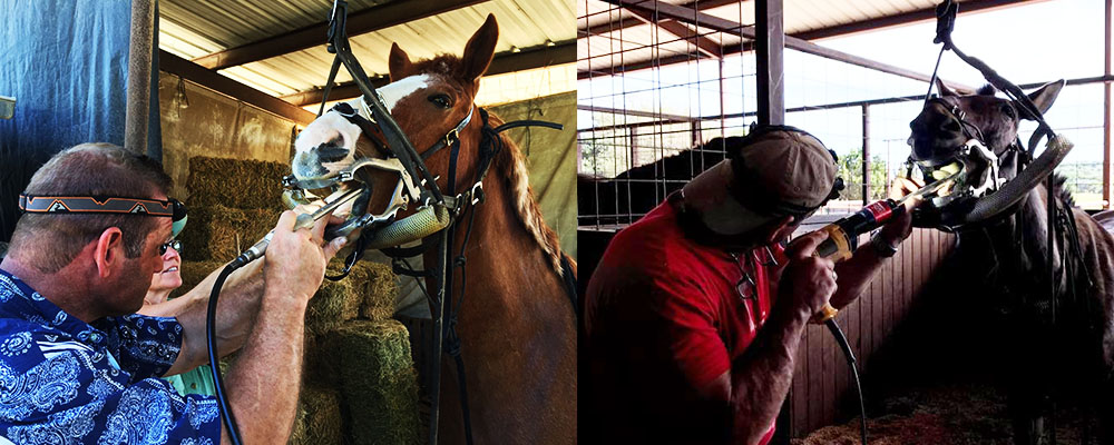 equine dentistry