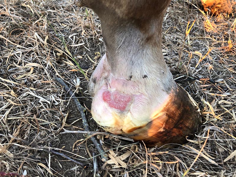 hoof after repair