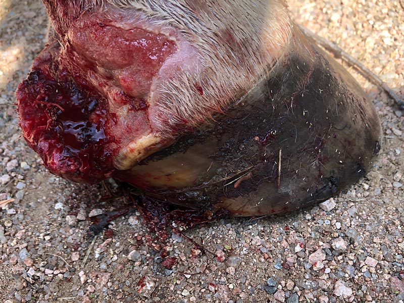 hoof injury